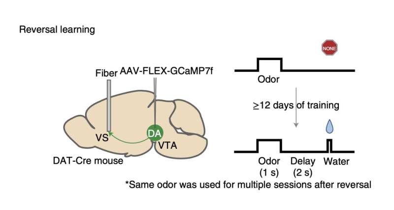 Study draws new link between dopamine-based reward learning and machine learning