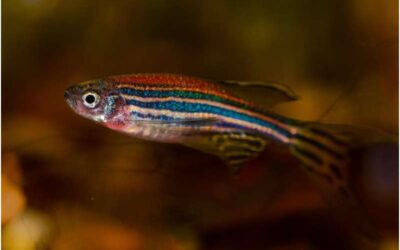 A study on zebrafish explores how the neural circuitry behind odor processing develops over time