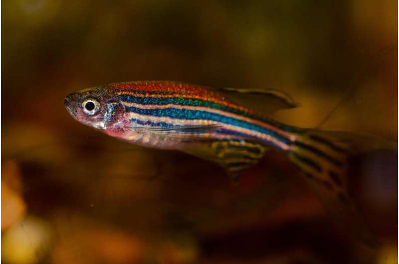A study on zebrafish explores how the neural circuitry behind odor processing develops over time