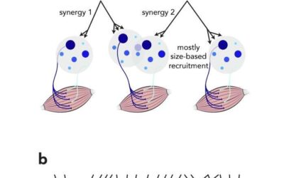 Motor units in the spinal cord might be far more flexible than we thought