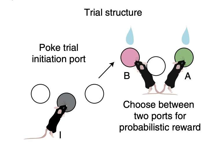 Study explores how visual effects in videogames help players to make sense of game worlds