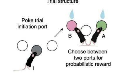 Study explores how the brain allows the use of previous knowledge to solve new problems