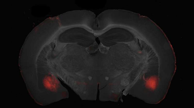 Study identifies neural connections that regulate prosocial and selfish behavior in mice