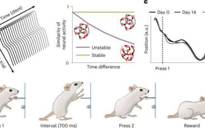 Study on rodents shows that the activity of single motor neurons is stable over time