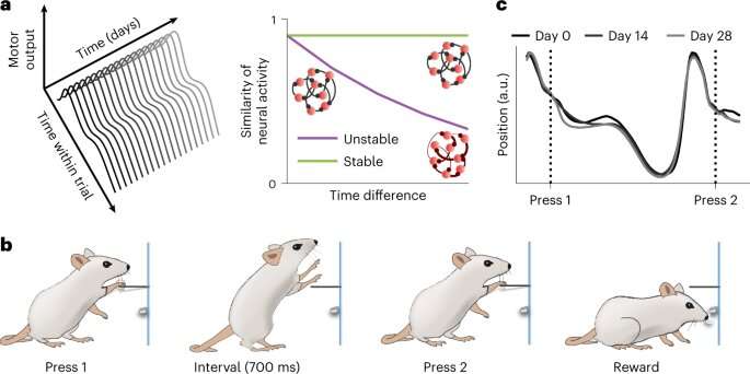 Study on rodents shows that the activity of single motor neurons is stable over time