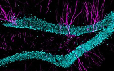 Adult-born dentate granule cells support the activity of hippocampal cell populations