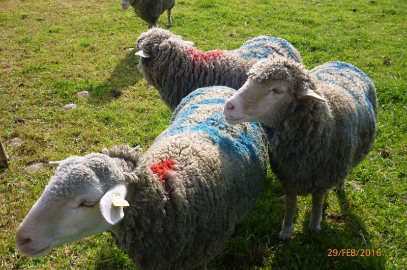 Physics study shows that sheep flocks alternate their leader and achieve collective intelligence