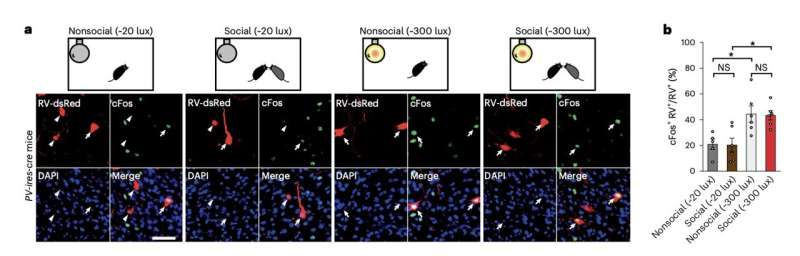 Different serotonergic pathways to the amygdala could underpin distinct anxious behavioral patterns