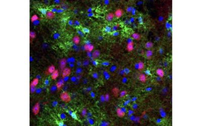 Study highlights the role of astrocytes in the synaptic regulation of VTA dopamine neurons