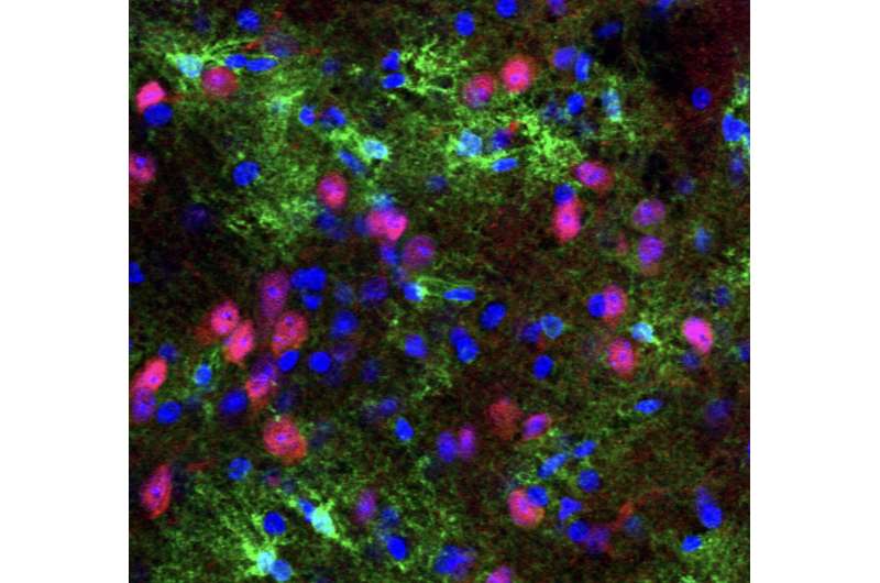 Study highlights the role of astrocytes in the synaptic regulation of VTA dopamine neurons