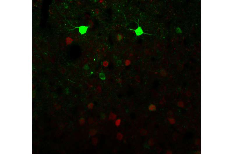 Study shows that ketamine switches neuronal activity in the neocortex