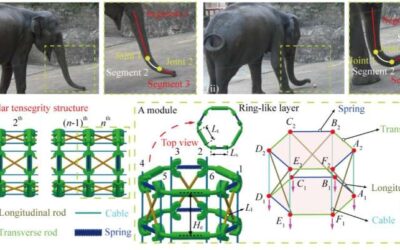 A continuum robot inspired by elephant trunks