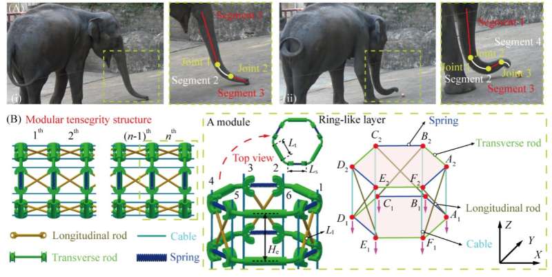 A continuum robot inspired by elephant trunks