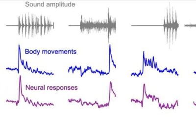 Study sheds new light on the origins of sound-evoked activity in the mouse visual cortex