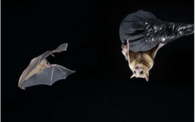 Study uncovers distinct time cell populations in the bat hippocampus