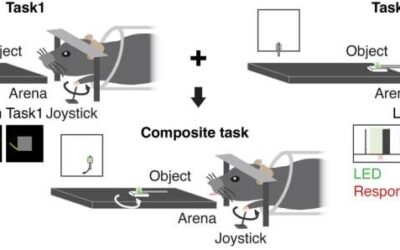 Study unveils similarities in the activity patterns of artificial agents and the brain