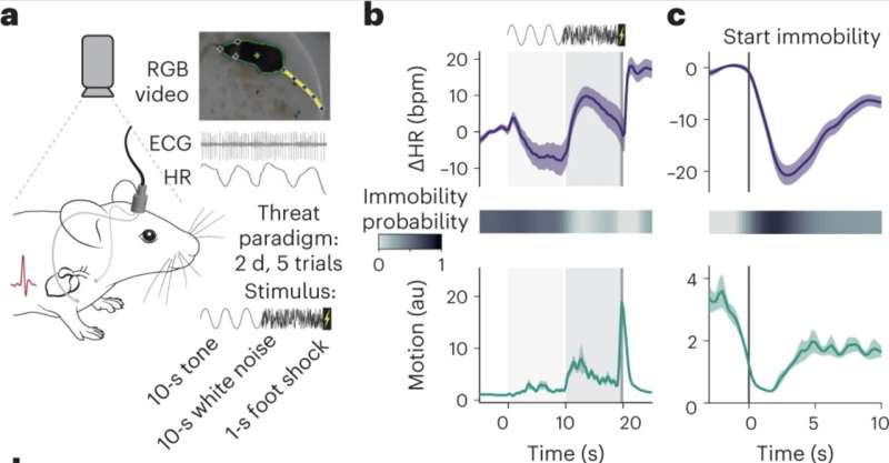 A framework characterizing the cardio-behavioral responses associated with fear and anxiety