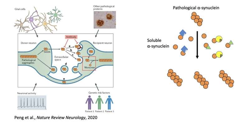 Study unveils mechanism regulating the transmission of a protein associated with the progression of Parkinson’s disease