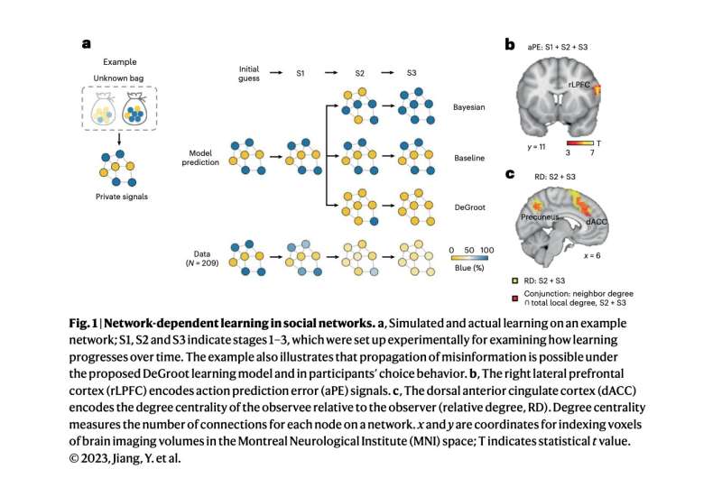 Exploring the neural mechanisms behind how social networks shape our decisions
