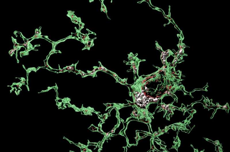 Perivascular cells could induce microglial malfunction associated with Alzheimer’s disease