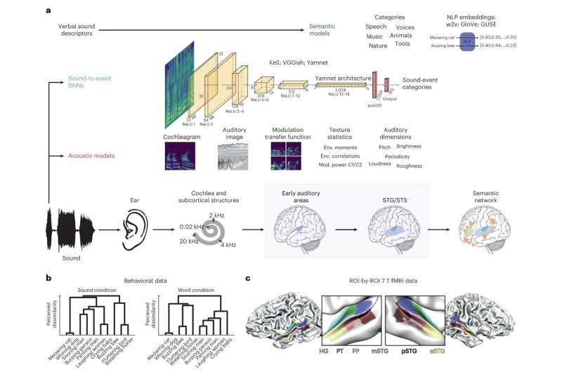 Using deep neural networks to predict how natural sounds are processed by the brain