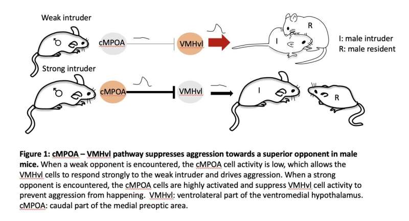 A neural circuit that suppresses male aggression when an opponent is physically advantaged