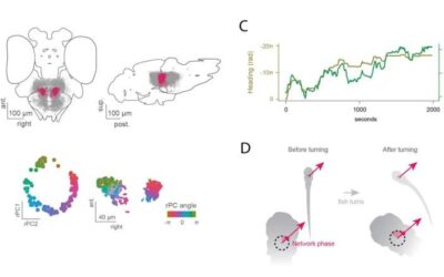 A neuronal network that represents the direction in which zebrafish are traveling