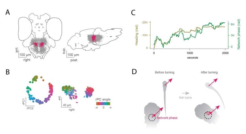 A neuronal network that represents the direction in which zebrafish are traveling