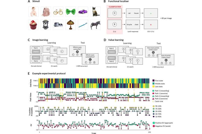 Replaying outcomes in the brain could predict whether we approach or avoid situations
