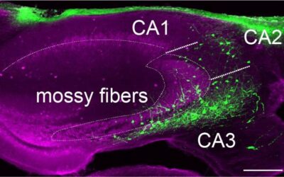 Study explores activity of distinct interneuron populations in a mouse hippocampus during memory consolidation