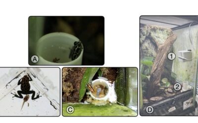 Studying the parenting behavior of poison frogs using tadpole-like robots