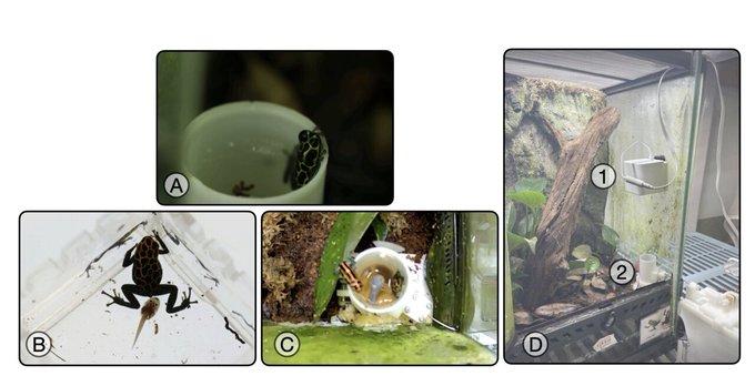 Studying the parenting behavior of poison frogs using tadpole-like robots