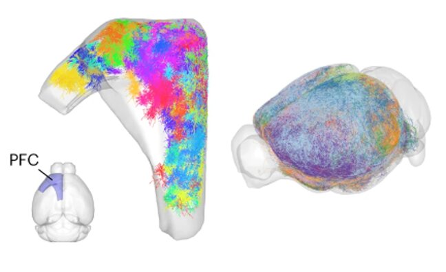 Study reconstructs thousands of dendrites and axons in the mouse prefrontal cortex