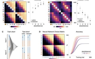 Exploring how the human brain and artificial neural networks assemble knowledge