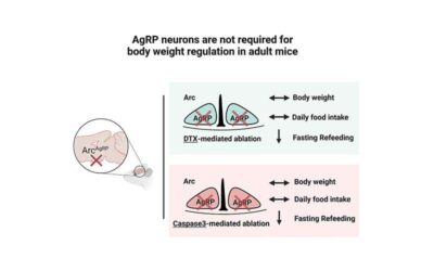 AgRP neurons in the hypothalamus may not be essential for maintaining body weight