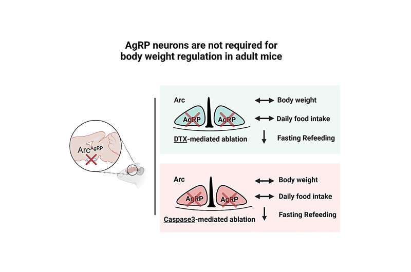 AgRP neurons in the hypothalamus may not be essential for maintaining body weight
