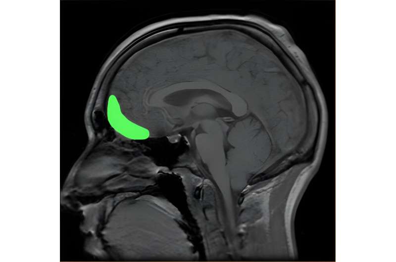 New findings show how the brain prepares to make choices during decision-making