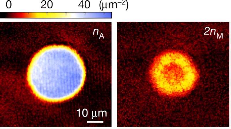 Study demonstrates many-body chemical reactions in a quantum degenerate gas