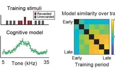 Study explores the emergence of predictive models in the hippocampus