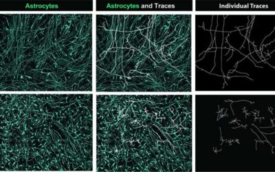 Study identifies ligand-receptor pairs driving the development of astrocytes