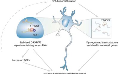Study unveils new RNA dysregulation process that contributes to neurodegeneration