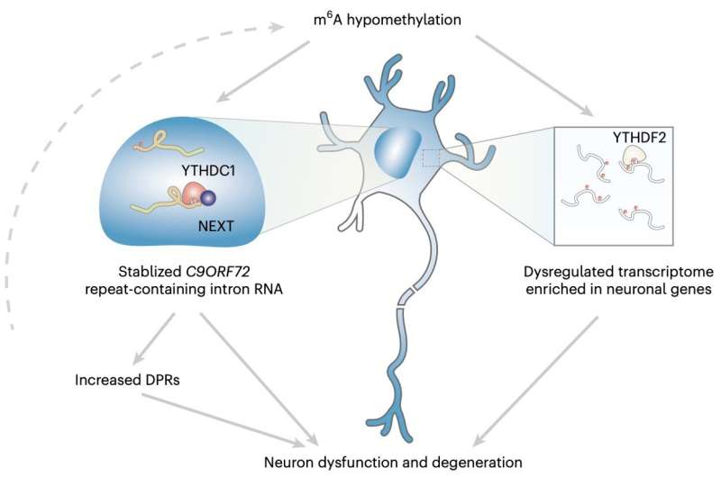 Study unveils new RNA dysregulation process that contributes to neurodegeneration