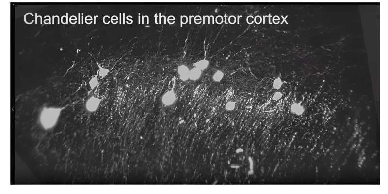 Study unveils an adaptive neural mechanism that supports robust and flexible learning