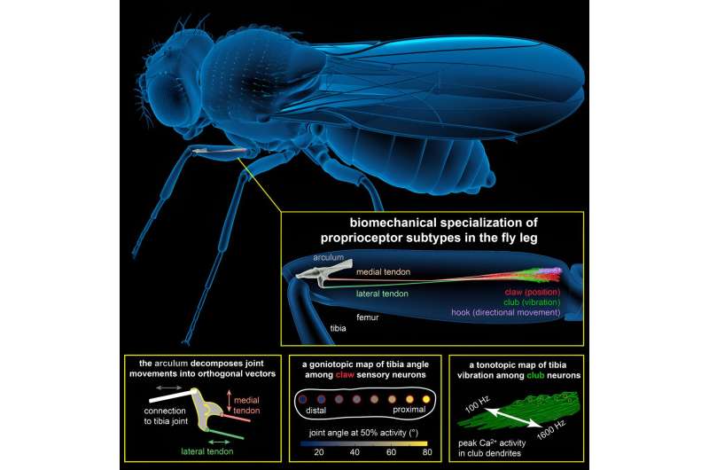 Study unveils new mechanical and neural processes underpinning proprioception in fruit flies