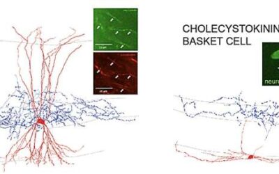 Exploring the activity patterns of distinct hippocampal interneuron types during odor-guided spatial navigation