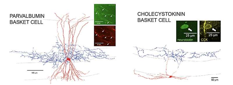 Exploring the activity patterns of distinct hippocampal interneuron types during odor-guided spatial navigation