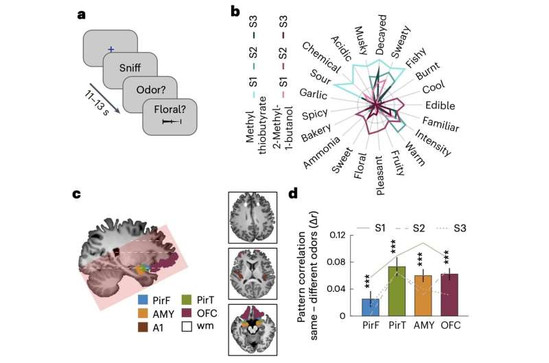 Study sheds light on the neural underpinning of subjective odor perceptions