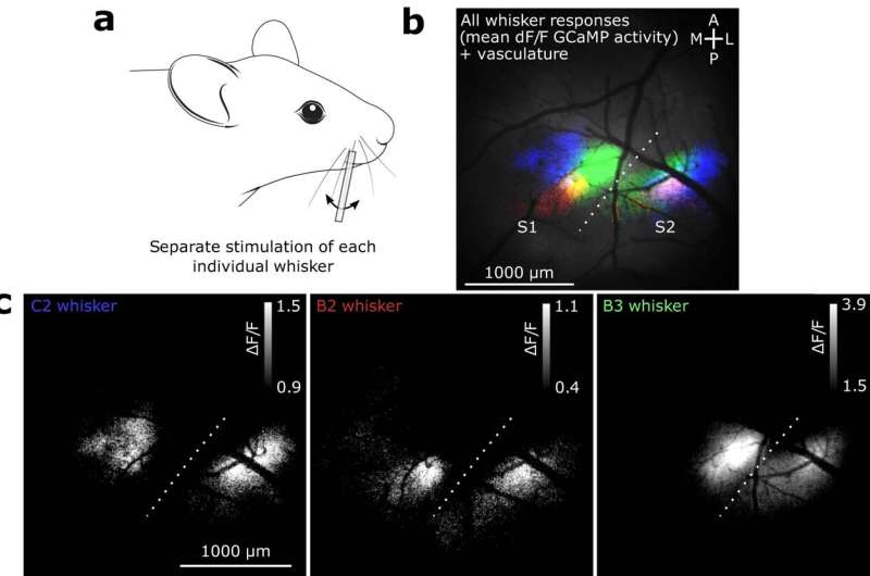 Study shows that perception is driven by variability of neural activity in the sensory cortex