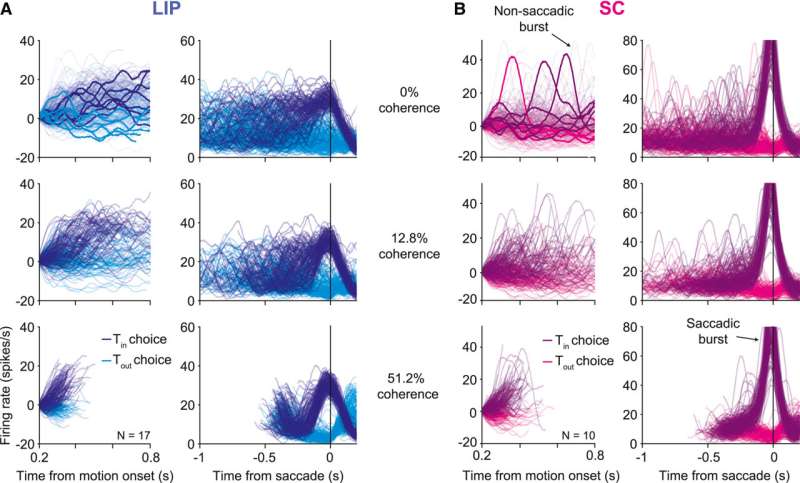 Study unveils a neural mechanism involved in terminating decisions