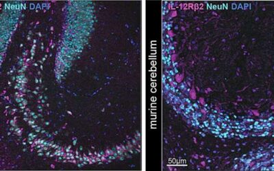 Neuronal sensing of cytokine IL-12 induces tissue adaptation and protects mice from neuroinflammation